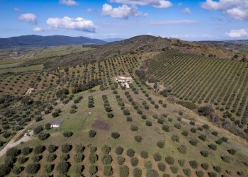 Foto 7 - Terreno agricolo località la marta, Orbetello - foto 7