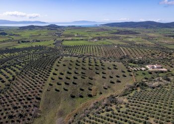 Foto 9 - Terreno agricolo località la marta, Orbetello - foto 9