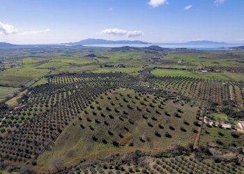 Foto 10 - Terreno agricolo località la marta, Orbetello - foto 10