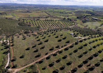 Foto 11 - Terreno agricolo località la marta, Orbetello - foto 11