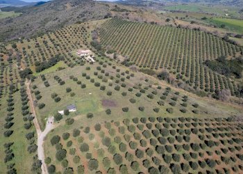 Foto 13 - Terreno agricolo località la marta, Orbetello - foto 13
