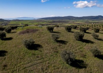 Foto 14 - Terreno agricolo località la marta, Orbetello - foto 14