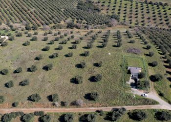 Foto 19 - Terreno agricolo località la marta, Orbetello - foto 19