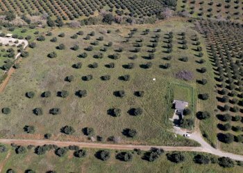 Foto 21 - Terreno agricolo località la marta, Orbetello - foto 21