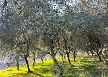 Giardino - Casa indipendente Loc. Provvedasco
 
snc, Calice al Cornoviglio - foto 21