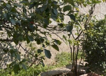 Giardino - Appartamento Via N. Fabrizi, Genova - foto 59