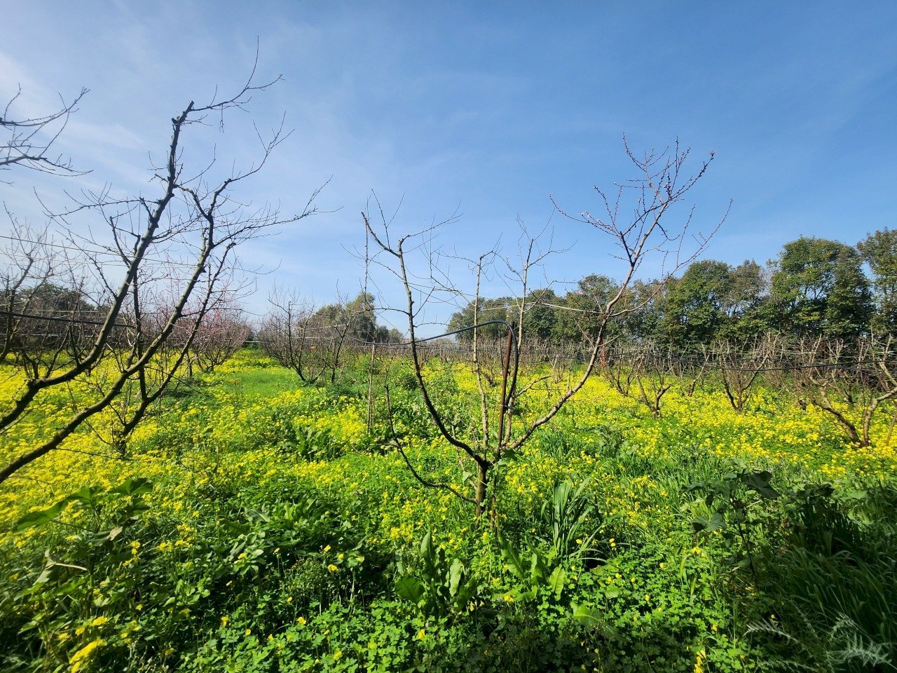 2.jpg - Terreno agricolo San Sperate - foto 2