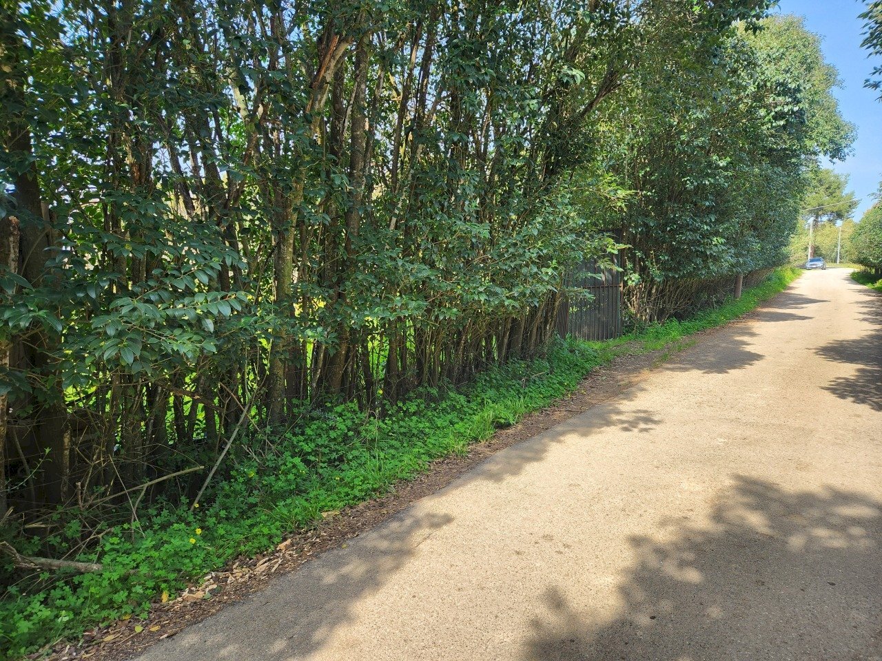 3.jpg - Terreno agricolo San Sperate - foto 3