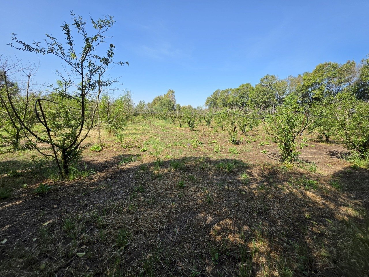 1.jpg - Terreno agricolo San Sperate - foto 1