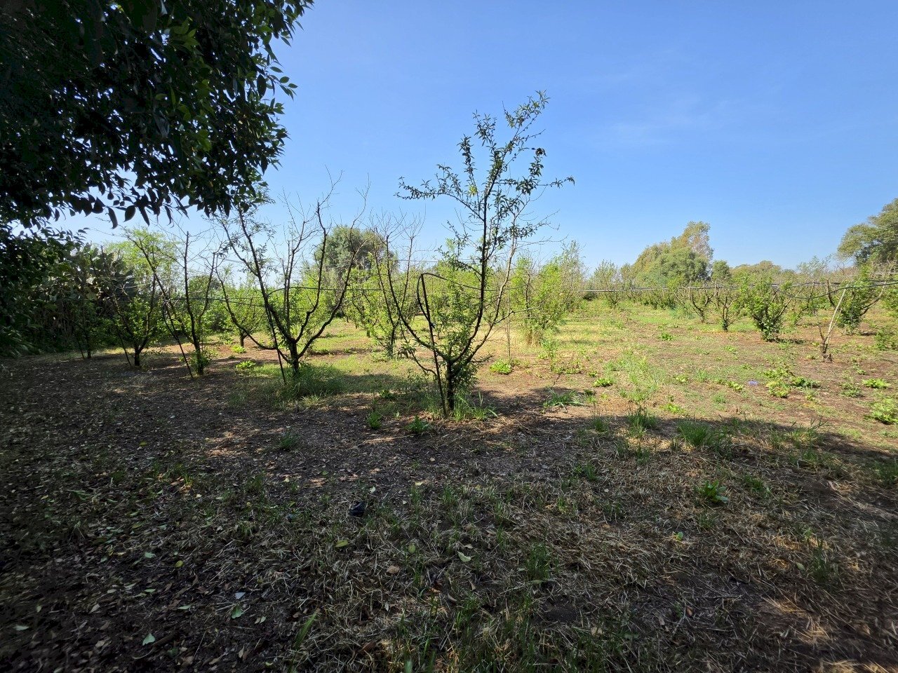 2.jpg - Terreno agricolo San Sperate - foto 2