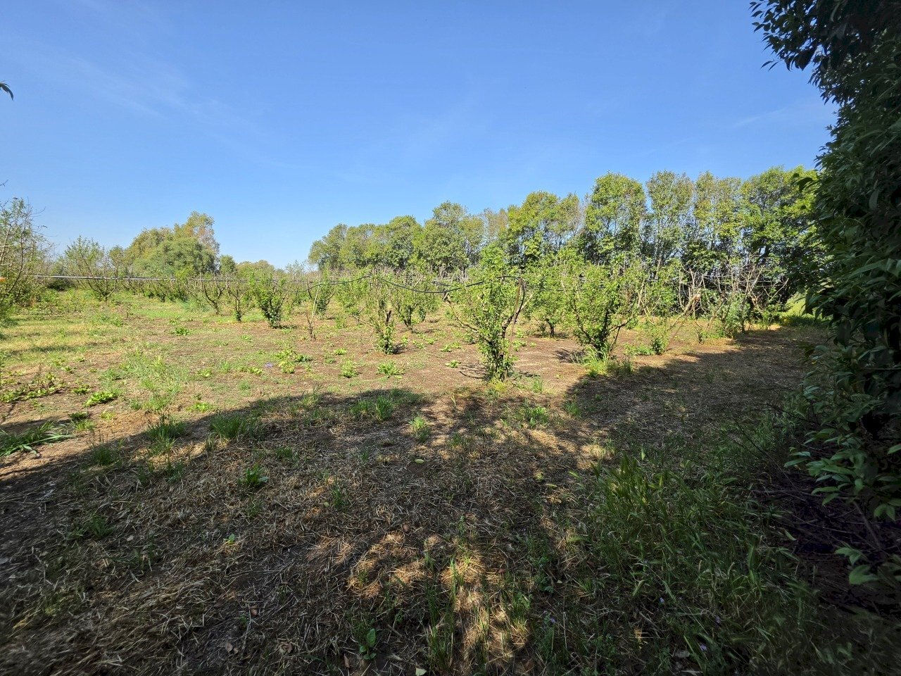 3.jpg - Terreno agricolo San Sperate - foto 3