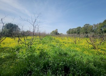 1.jpg - Terreno agricolo San Sperate - foto 1