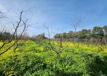 2.jpg - Terreno agricolo San Sperate - foto 2