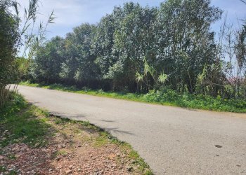 4.jpg - Terreno agricolo San Sperate - foto 4