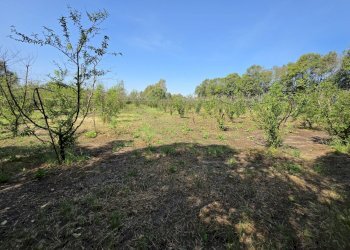1.jpg - Terreno agricolo San Sperate - foto 1