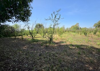 2.jpg - Terreno agricolo San Sperate - foto 2