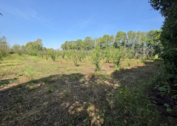 3.jpg - Terreno agricolo San Sperate - foto 3