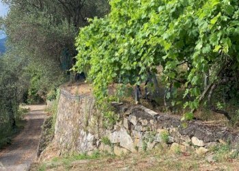 3.jpeg - Rustic Regione Ortai, Badalucco - photo 4