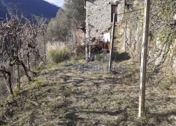 5.jpeg - Rustic Regione Ortai, Badalucco - photo 5