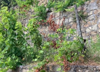 WhatsApp Image 2026-03-19 at 12.30.28.jpeg - Rustic Regione Ortai, Badalucco - photo 13