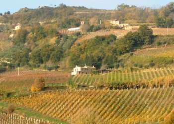 Foto 2 - Rustico Ripatransone - foto 2