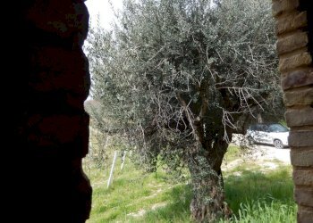 Foto 19 - Rustico Ripatransone - foto 19