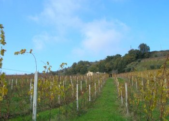 Foto 20 - Rustico Ripatransone - foto 20