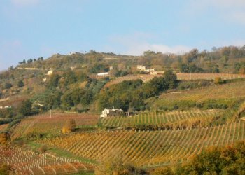 Foto 23 - Rustico Ripatransone - foto 21