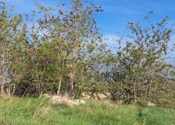 Giardino - Casa indipendente C.da Follani, Lanciano - foto 5