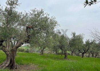 Giardino - Rustic Via Cotti
 
192, Sant'Eusanio del Sangro - photo 5
