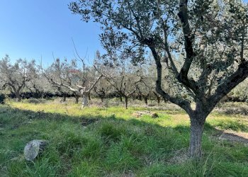 Giardino - Villa Via Pian del Lago
 
47, Casalbordino - foto 49