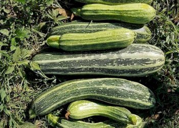 Giardino - Terreno edificabile Via Ermia Di Atarneo, Roma - foto 6