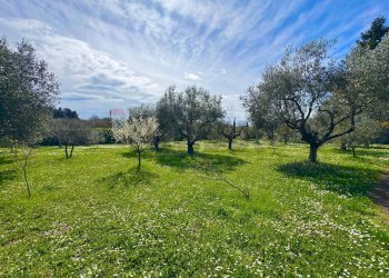Giardino - Rustico via delle spinare
 
1, Manziana - foto 23
