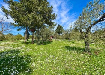 Giardino - Rustico via delle spinare
 
1, Manziana - foto 24