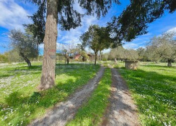 Giardino - Rustico via delle spinare
 
1, Manziana - foto 25