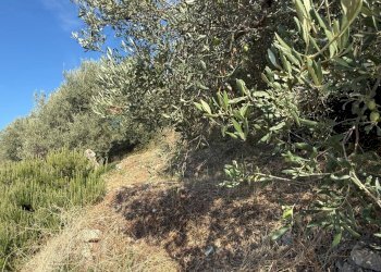 Giardino - Rustic Contrada Grimaudo
 
s.n.c, Castelmola - photo 8