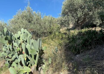 Giardino - Rustic Contrada Grimaudo
 
s.n.c, Castelmola - photo 10