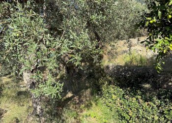 Giardino - Rustic Contrada Grimaudo
 
s.n.c, Castelmola - photo 12