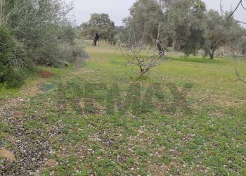 Giardino - Terreno agricolo VIA PIANO SAN PAOLO
 
3, Caltagirone - foto 11