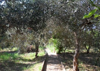 Giardino - Casa semi indipendente Via Degli Ulivi
 
21, Caltanissetta - foto 25