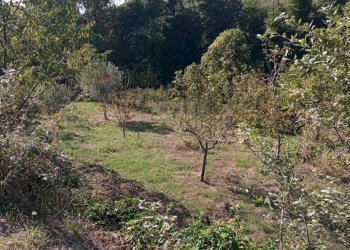 Giardino - Terreno agricolo Contrada Crisafulli, Giarre - foto 7