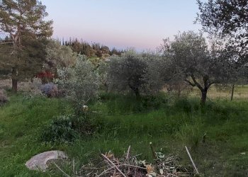 Giardino - Villa Caltagirone - foto 42