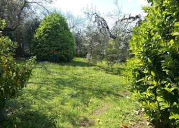 Giardino - Terreno agricolo Piombino - foto 9