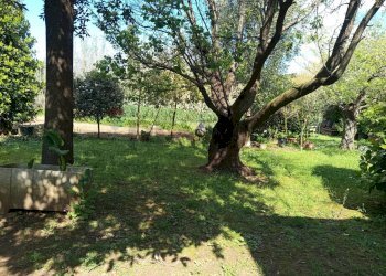 Giardino - Terreno agricolo Piombino - foto 13