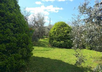 Giardino - Terreno agricolo Piombino - foto 14