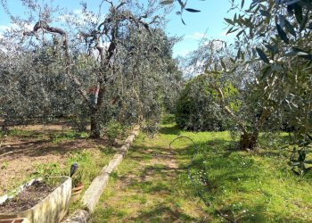 Giardino - Terreno agricolo Piombino - foto 16