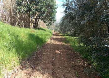 Giardino - Terreno agricolo Piombino - foto 17