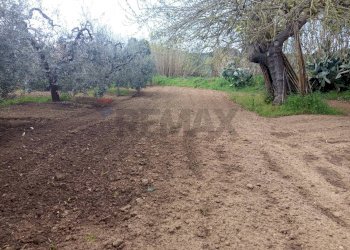 Giardino - Terreno agricolo Piombino - foto 18