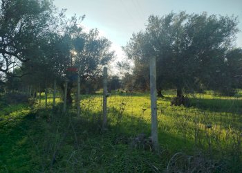 Giardino - Villa Contrada Stafenna, Noto - photo 4