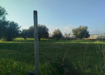 Giardino - Villa Contrada Stafenna, Noto - photo 5